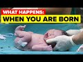 What Happens When You Are Born?