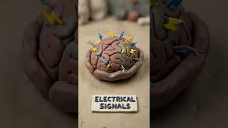 Your Body Is a Miracle Machine The Hidden Systems Keeping You Alive