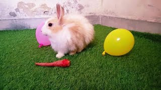 When My Rabbit Got Carrot | Animals Home by Animals UBS 148 views 2 years ago 1 minute, 12 seconds