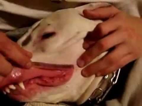 Юмор.Шутка с собакой на пошлую тему.