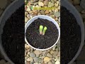 Tips menanam daun bawang dari sisa dapur di kebun rumahan #tips #tanamdaunbawang #daunbawang