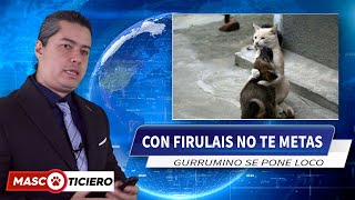 Con Firulais No te Metas  Gatos defendiendo a Perros | Mascoticiero