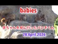 赤ちゃんを見に行ったパンチくん達　2匹の赤ちゃん達　#がんばれパンチ #monkey #punchbabymonkey 