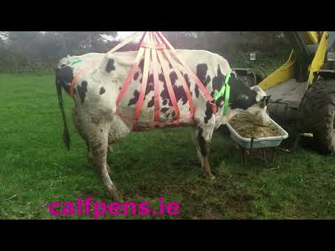 Video: Wie induziert man bei einer Kuh Hitze?