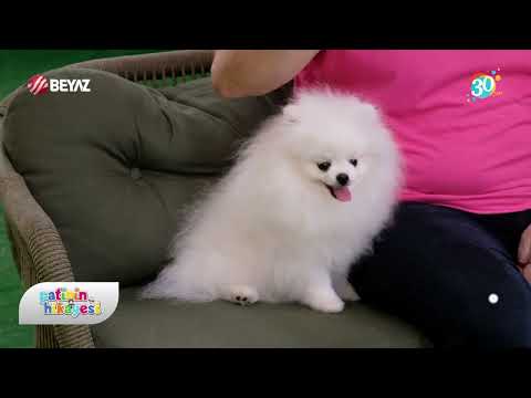 Köpeklerin elden yemek yeme alışkanlığı