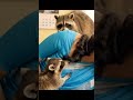 raccoon is playing with my hand