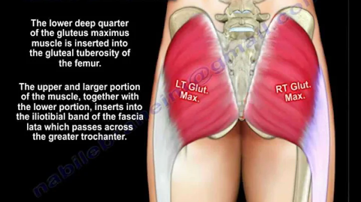 Anatomy Of The Gluteus Maximus Muscle - Everything You Need To Know - Dr. Nabil Ebraheim - DayDayNews