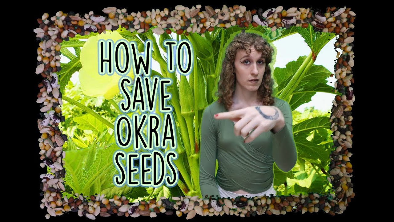 Southern Seed Series, Okra, Teaser clip