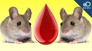 Mouse Cloned From Drop Of Blood