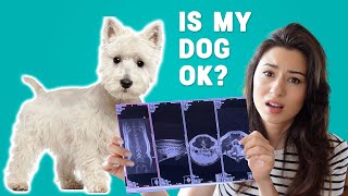 Most short-legged dogs develop this health issue! | Our experience with our Westie puppy