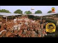 ऐसी गौशाला जहाँ हज़ारों गायों को मिला नया जीवन | Sant Shri Asharamji Goshala Sheopur