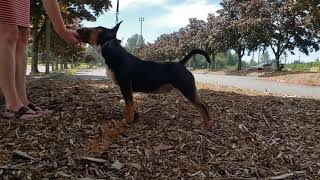 Kaizen - Miniature Bull Terrier - 6 To 9Mo Puppy Dog