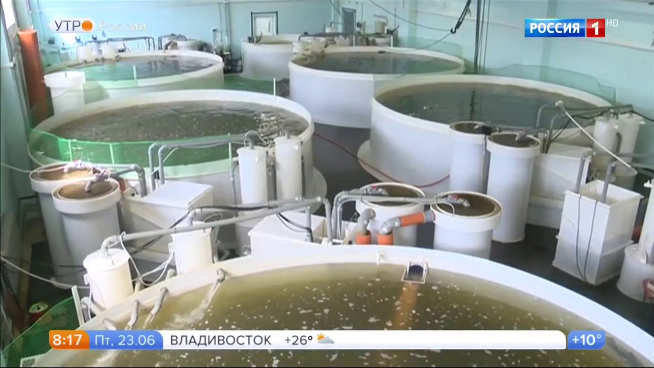 Ученые ВНИРО разрабатывают технологию выращивания судака в неволе