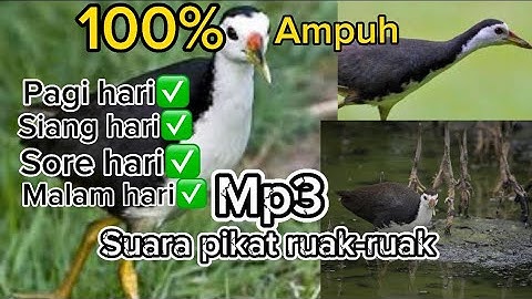 SUARA PIKAT RUAK-RUAK (burung ruak-ruak mp3) #pikatburungruakruak