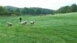 VERMONT FARMER'S BIGFOOT VIDEO