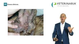 Otitis - Curso online de dermatología veterinaria