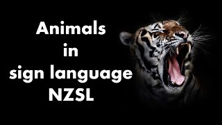 Learn Fun Animal Signs In New Zealand Sign Language Nzsl More Than 20 Signs To Learn Here