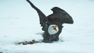 Bald Eagles clash - Alaska: Earth's Frozen Kingdom - Episode 3 Preview - BBC Two thumbnail