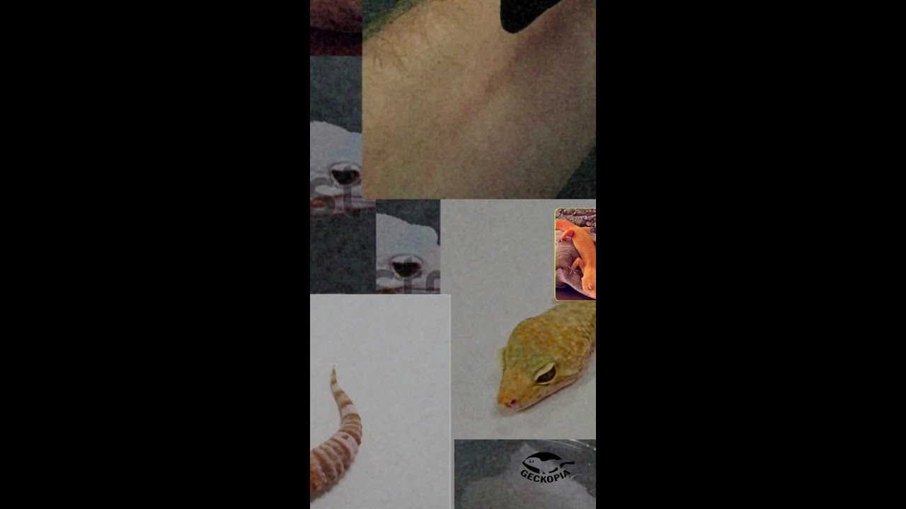 If you had to pick, which leopard gecko morph would you go for?