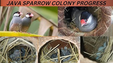 My Java Sparrow colony Progress😍😍 2022 First Clutch Java sparrow amazing breeding Progress
