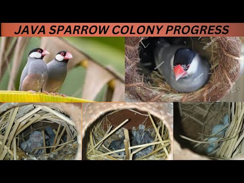 My Java Sparrow colony Progress😍😍 2022 First Clutch Java sparrow amazing breeding Progress