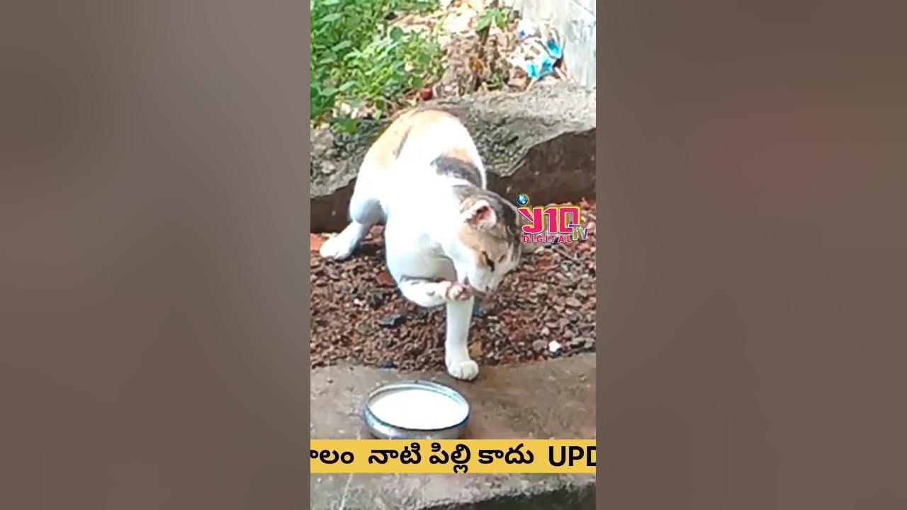 y10tv-funny-cat-drinking-milk-funny-cat-drinking-milk