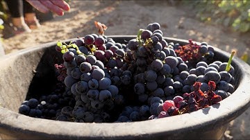 Herdade de Espirra - Vindima 2018