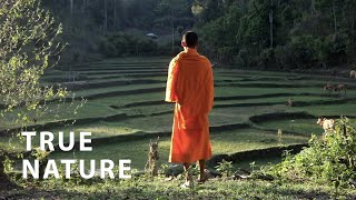 1 KEY Reason People Suffer | A Buddhist Monk Explains