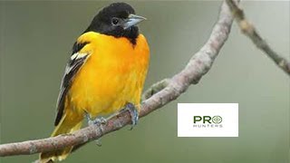 Baltimore Oriole Sound, Bird Call for Pro Hunters