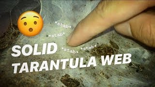 I NEVER REALIZED how SOLID TARANTULA WEBS were !!! ~ My phone hates me today.
