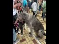 #petlovers #ytshorts #shortvideo #trending #trendingshorts #shorts