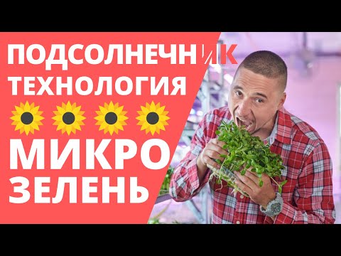 Как вырастить Микрозелень подсолнечника. Технология