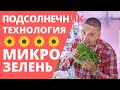 Микрозелень  Подсолнечник  Технология