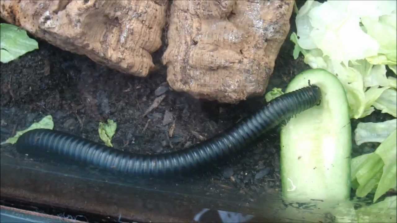Butterflies And Other Insects At The Butterfly Farm, Stratford-Upon-Avon [HD] - YouTube