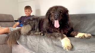 Should You Let Such a Giant on Your Couch? 🤔