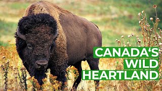 Wild Canada | Part 3: The Heartland | Free Documentary Nature