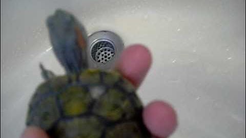 possible shell rot (RES)