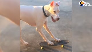 Talented Great Dane Loves Skateboarding | The Dodo