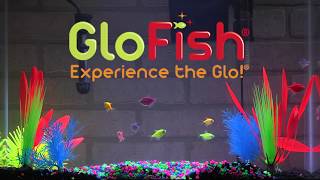 Tetra GloFish® 20-Gallon Aquarium Kit Setup by Drs. Foster and Smith Pet Supplies 41,965 views 6 years ago 1 minute, 1 second