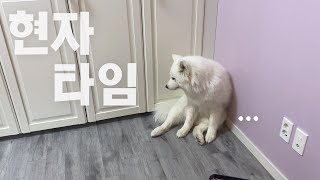 [ENG SUB] A puppy that needs time alone. lol (Samoyed)