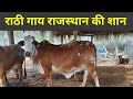 राठी गाय - सही मूल्य में कहाँ से ओर कैसे खरीदे।👍 How and where to buy RATHI cows.