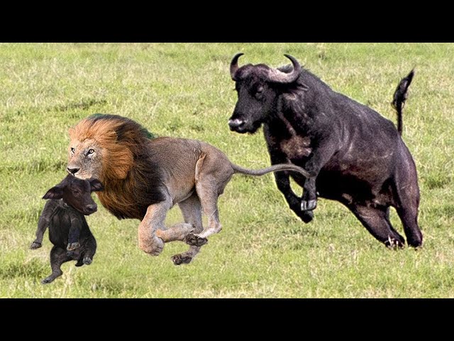 OMG! Dramatic Mother Buffalo Chasing Lions To Rescue Her Baby, 4 Lions hunting a Warthog - YouTube