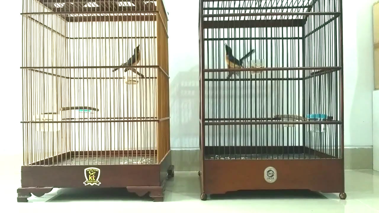 Ngetrek Burung Tledekan /Sulingan Gunung Tarung Nyeklek Nagen