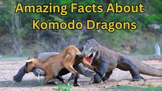 Amazing Facts About Komodo Dragons