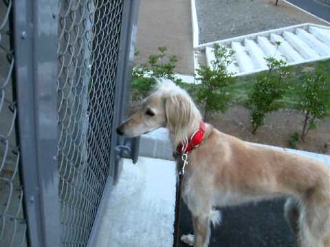 どこから聞こえる？（北海道犬・サルーキ）