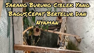 Sarang Burung Ciblek Kristal yang Bagus Dan Bikin Burung Cepat Bertelur.