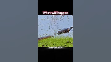 crocodile🐊vs 🐍python #trending #animals #crocodile #wildlife #pyhton #shorts #youtubeshorts #snake