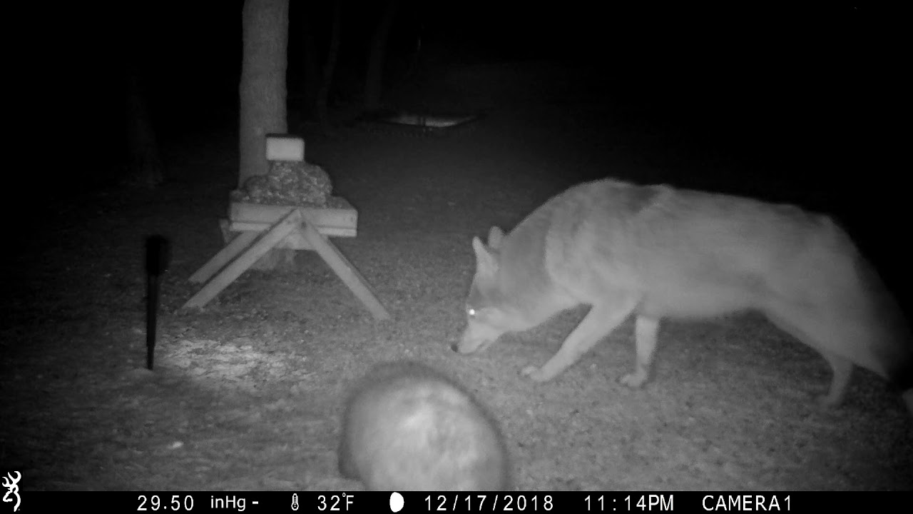 coyote and possum YouTube