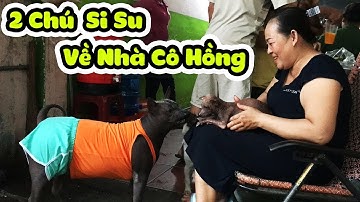 Cô Hồng Đưa Chó Si Xấu Xí Hơn Cả Chó Su Về, Tương Lai Sẽ Là Chồng Su