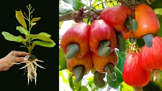 surprised with How To Grow Cashew Tree Using Aloe Vera and Egg, growing cashew at home